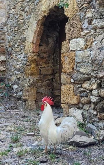 Casa Rural Vilaspasa, Alquiler Integro Gotarta Екстериор снимка